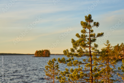 A pine on a sunshine with blurred background with island on the lake and cloudy sky on a sunset. Copy space. 