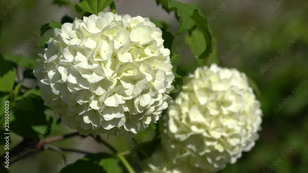 Moschuskrautgewächse_Schneeball_Gewöhnlicher Schneeball_Viburnum opulus