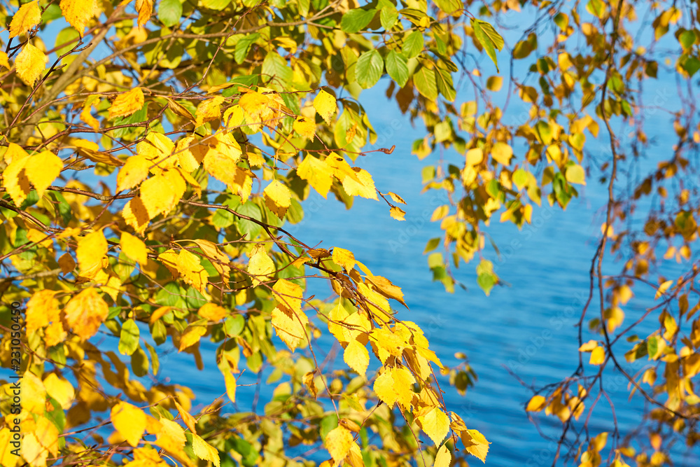                Autumn birch brunchs with yellow leaves against a blue water background.        