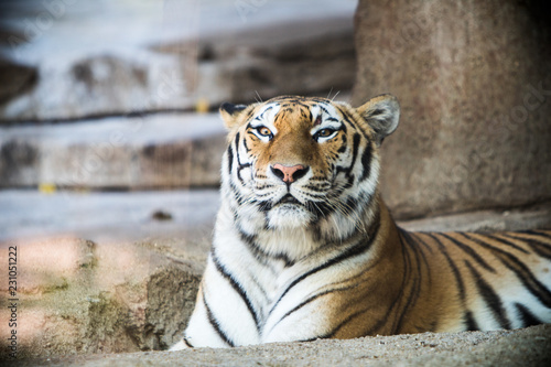 Fototapeta Naklejka Na Ścianę i Meble -  Tiger posing at the zoo. 