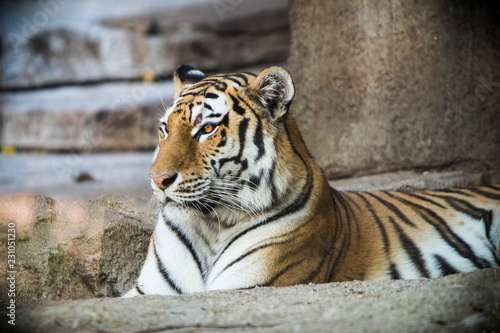 Tiger posing at the zoo.  © EmmaJo