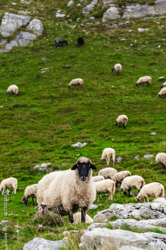 Sheep on the mountain fields.