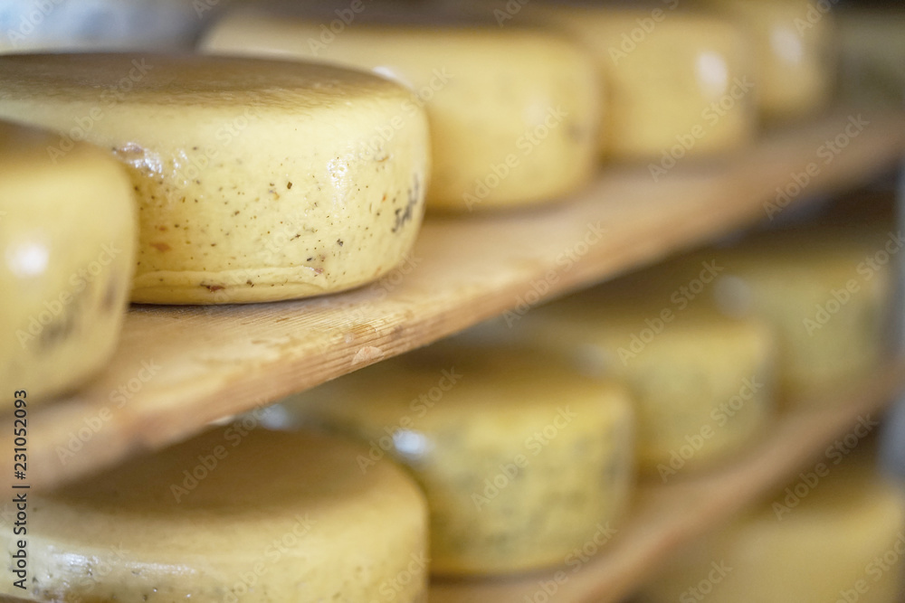 Heads of cheese on wooden shelves in a private farm. A lot of yellow heads of cheese on shelves. Close-up of yellow round cheeses on wooden shelves.