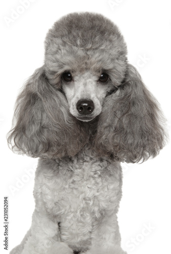 Fototapeta Naklejka Na Ścianę i Meble -  Miniature poodle close-up portrait