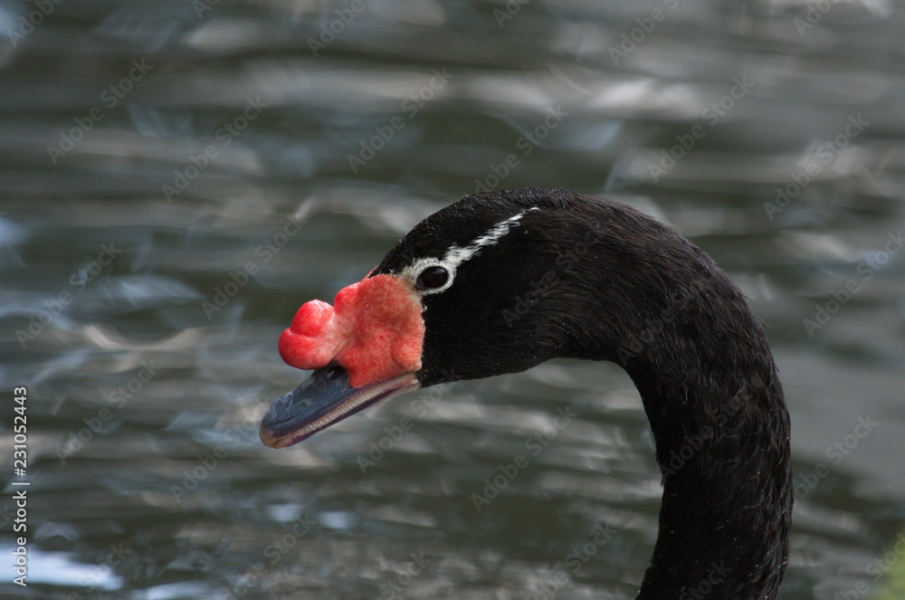 Fototapeta premium Trauerschwan