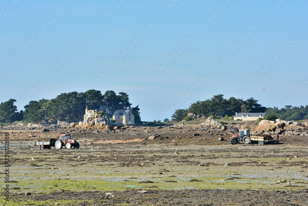 Deux tracteurs qui ramassent des algues à marée basse près de l'île