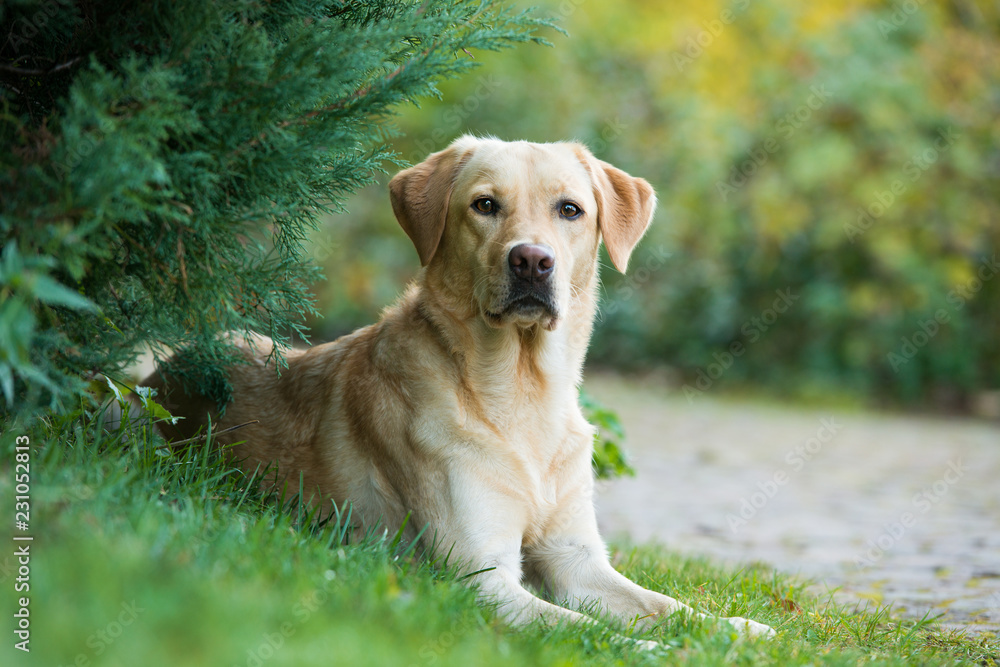 Labrador retriever dog lying under a tree