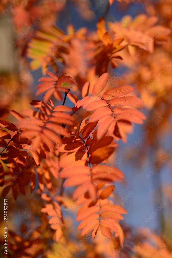 Autumn Norwegian forest in detail. Golden autumn. Autumn Norwegian forest in detail. Golden autumn.