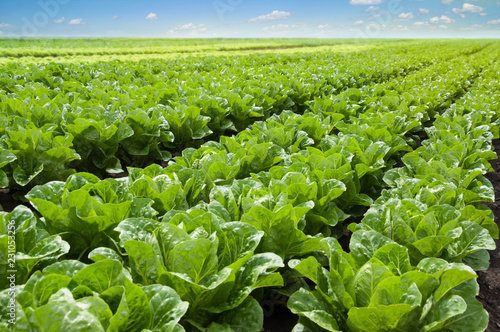 Growing lettuce in rows in a field on a sunny day. photo