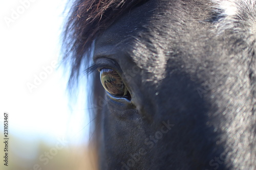 Horse eye © Hansi