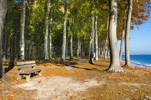Parkbank im Buchenwald Fanefjord Skov auf Mön in Dänemark