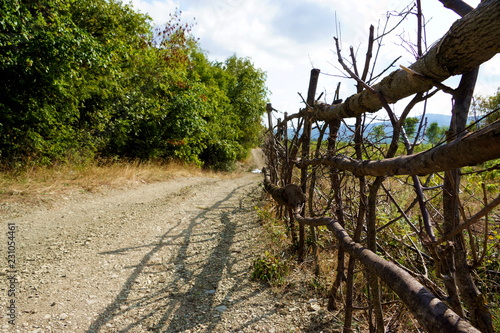 road in the forest