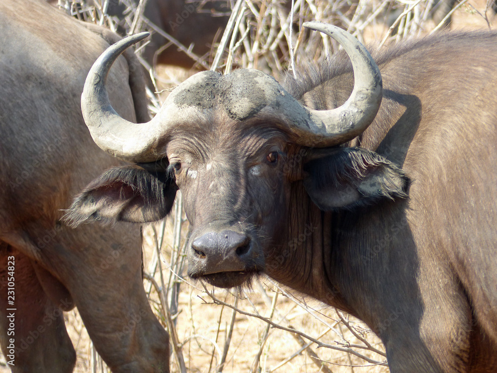afrique du sud afrique du sud