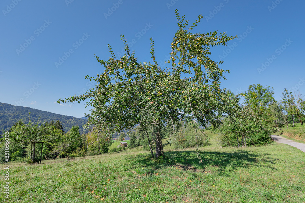 View to Appel tree nearby Lake Moorweiher with View to Meadows / Bavaria View to Appel tree nearby Lake Moorweiher with View to Meadows / Bavaria