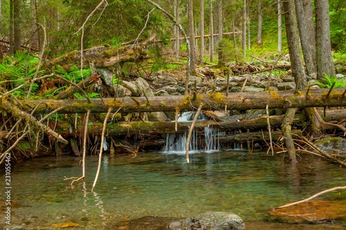 Mountain river with a small cascade in pine forest. Fallen fir trees over mountain river with wet  slippery rocks overgrown with moss.