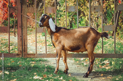 A cute Anglo-Nubian goat is standing on the grass. photo