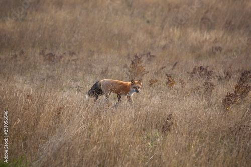 Fototapeta Naklejka Na Ścianę i Meble -  field with a fox