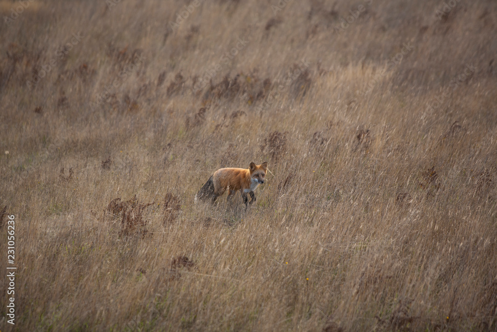 field with a fox field with a fox