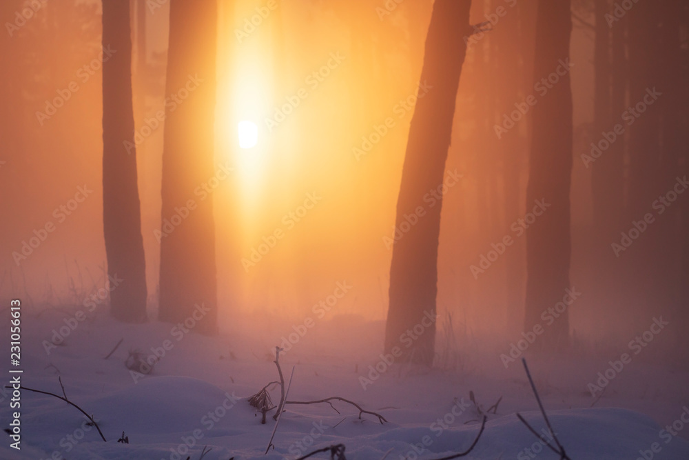Christmas winter nature