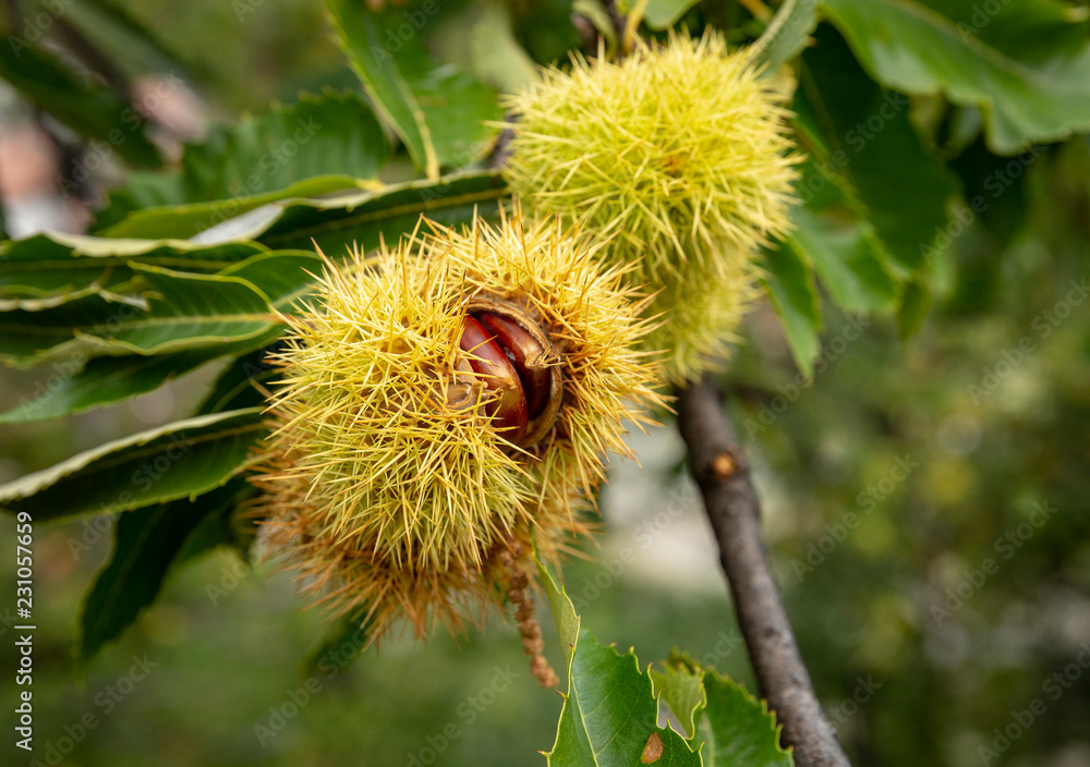 sweet chestnut burrs (Castanea sativa) on a tree
