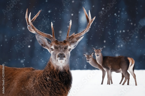 Noble deer in the winter forest. Winter wonderland. © delbars