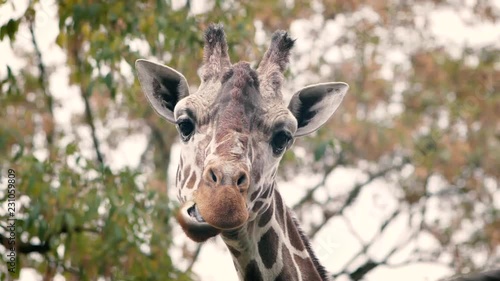 Kauende Giraffe photo