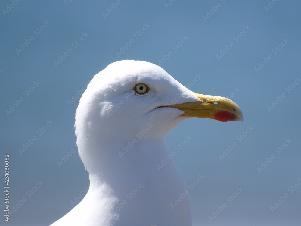 seagull on background of blue sky seagull on background of blue sky
