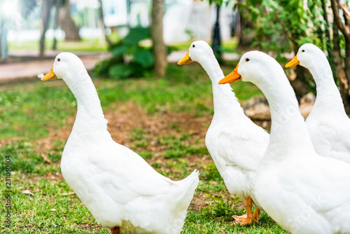 A group of white ducks in a park, outdoor