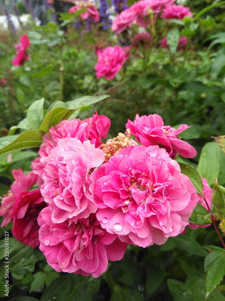 Regentropfen auf pinker Blume