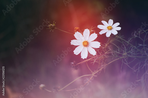 White daisies on colored blured background