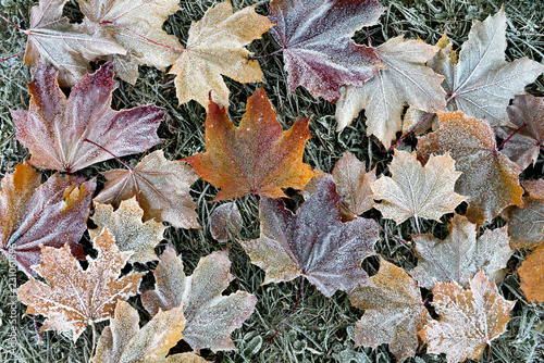 Late autumn. Frost on fallen leaves. Texture of maple leaves covered with ice and frost. Autumn background