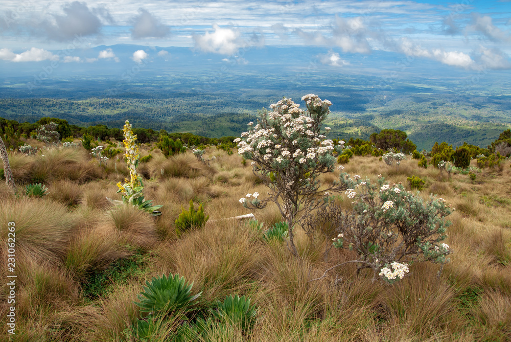 Landscape with alpine vegetation in Mount Kenya National Park