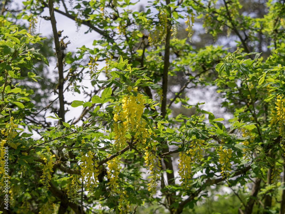Laburnum anagyroides. Cytise faux ébénier ou cytise à grappes. Laburnum anagyroides. Cytise faux ébénier ou cytise à grappes.
