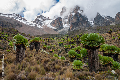 Giant Groundsels with Mount Kenya in the clouds