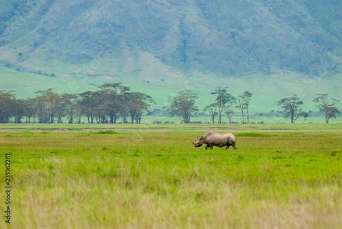 Fototapeta Naklejka Na Ścianę i Meble -  Black rhinoceros (Diceros bicornis) in Ngorongoro Conservation Area, Tanzania