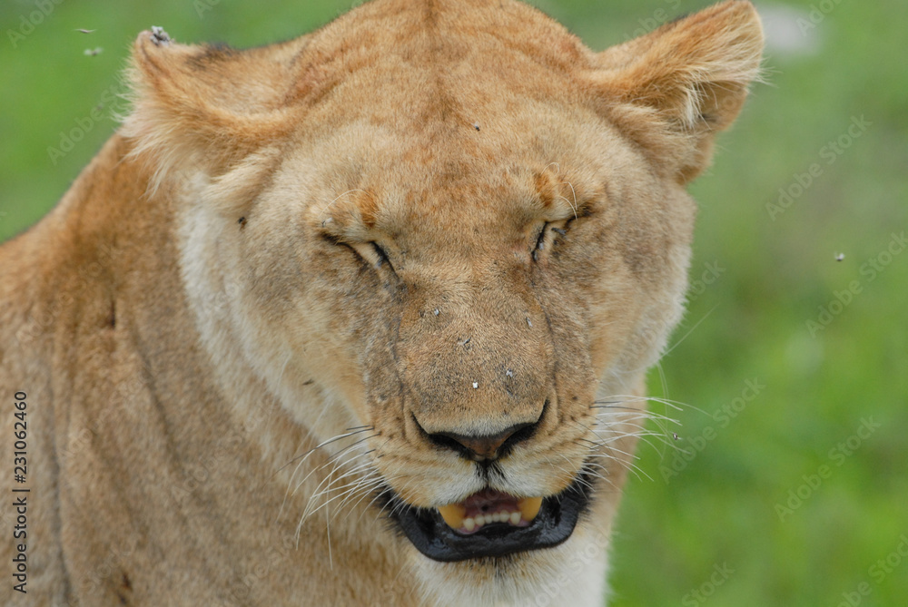 Portrait of lioness in Serengeti National Park, Tanzania Portrait of lioness in Serengeti National Park, Tanzania