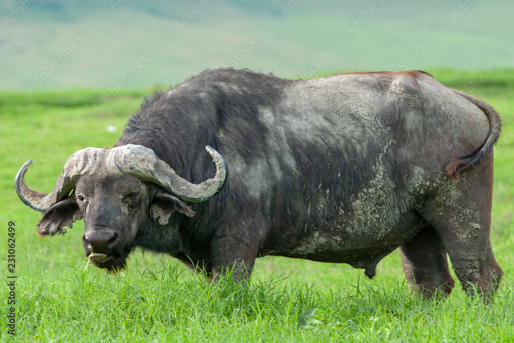 Fototapeta premium African buffalo (Syncerus caffer) in Ngorongoro Conservation Area, Tanzania