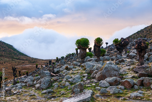 Landscape with Giant Groundsels in Mount Kenya National Park