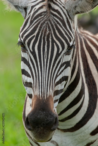 Portrait of Grant's Zebra in NgoroNgoro conservation area, Tanzania