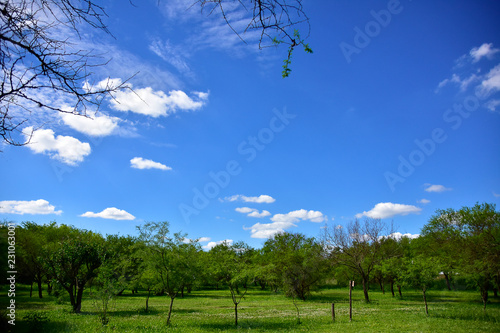 landscape with tree and blue sky with white clouds