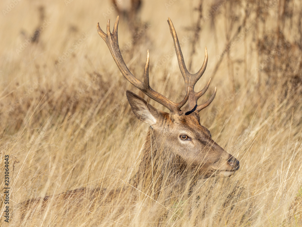 Fototapeta premium red deer stag