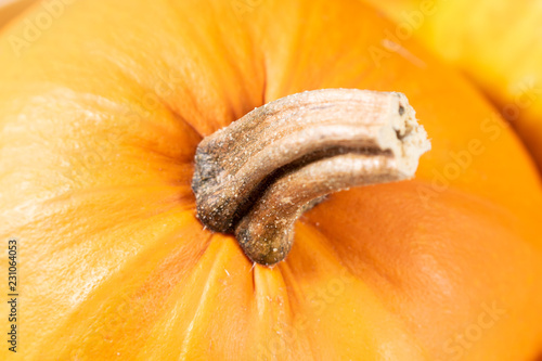 Wallpaper Mural Close up of an orange ripe pumpkin Torontodigital.ca