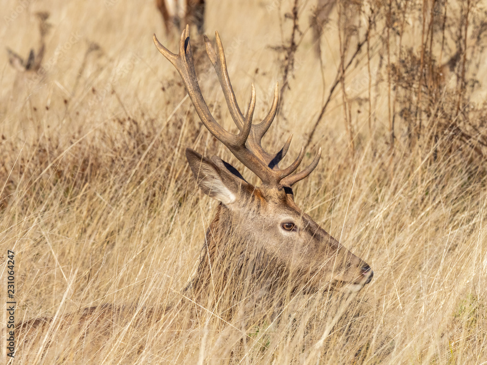 Fototapeta premium Red Deer Stag in morning light
