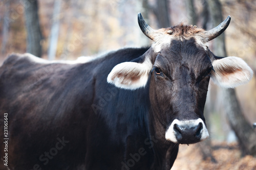 bull in nature