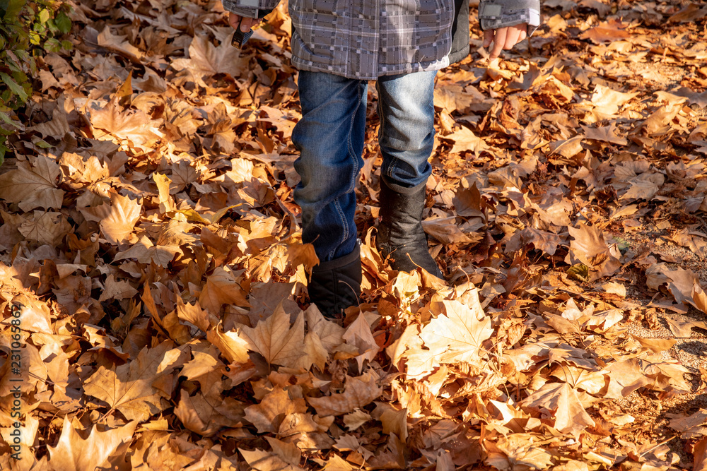 Boy roams through high colored foliage Boy roams through high colored foliage