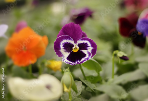 Colorful pansy flowers