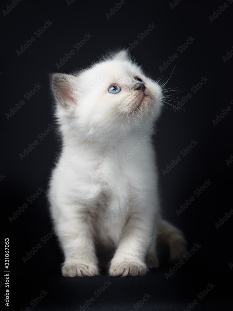 Chaton Ragdoll