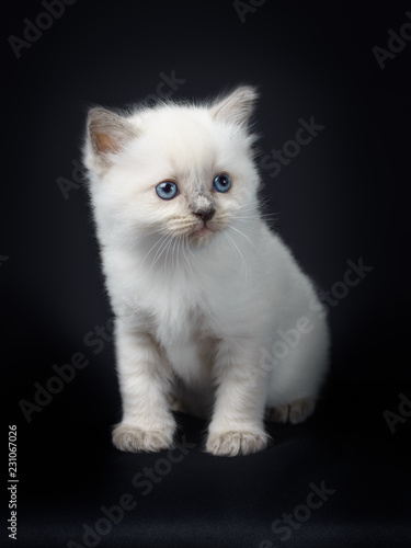 Chaton Ragdoll