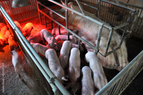 Piglets and sows in a cage with infra-red heating