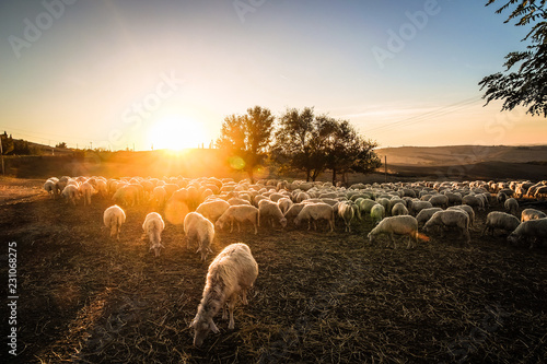 Sheeps